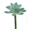 5.5"SUCCULENT PICK