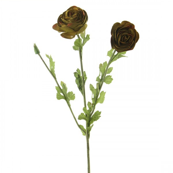RANUNCULUS A4 B12