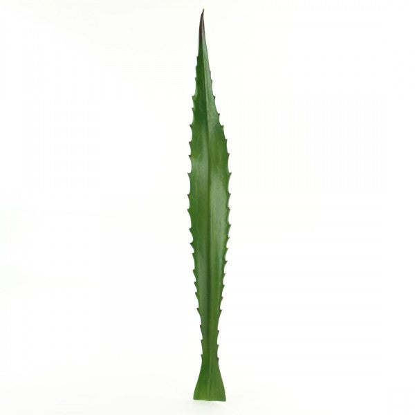 36"EVA AGAVE LEAF GREEN