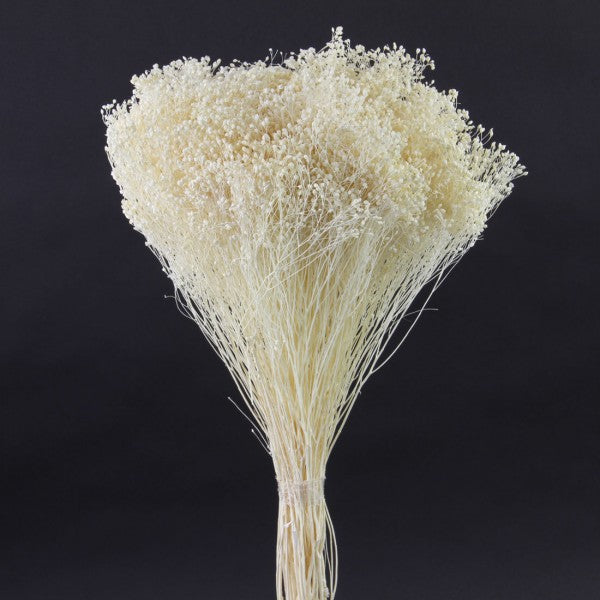 GYPSY BLOOMS BLEACHED