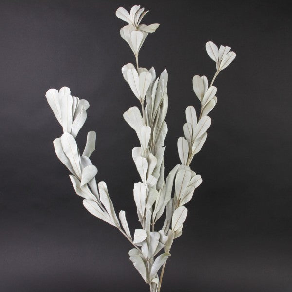 26"INTEGRIFOLIA WASH