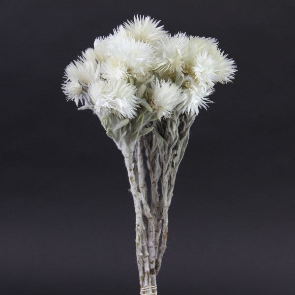 13"EVERLASTING NATURAL/WHITE