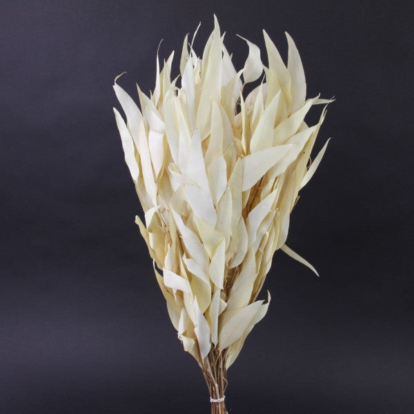 18-20"EUCALYPTUS WILLOW BLEACH