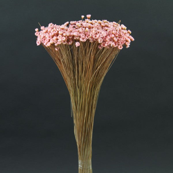STAR FLOWERS 3 OZ./PKG PINK