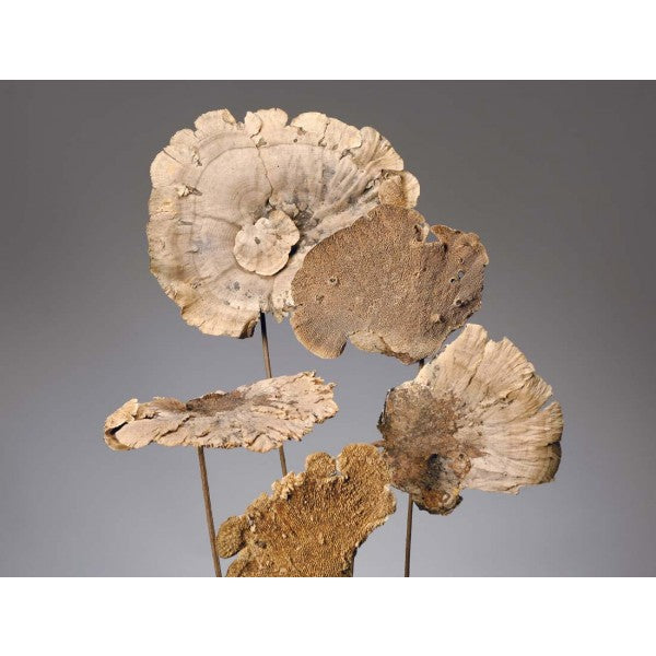 SPONGE MUSHROOM STEMMED