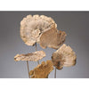 SPONGE MUSHROOM STEMMED