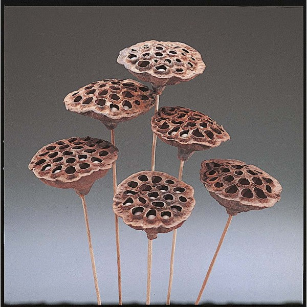 LOTUS POD W/STEM X 12
