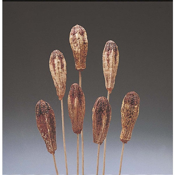MAHOGANY POD W/STEM
