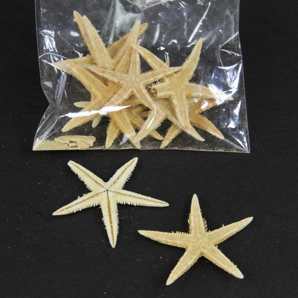 2-3" STAR FISH 10PC/PKG
