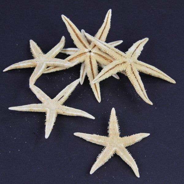 3-4" STAR FISH 6PC/PKG