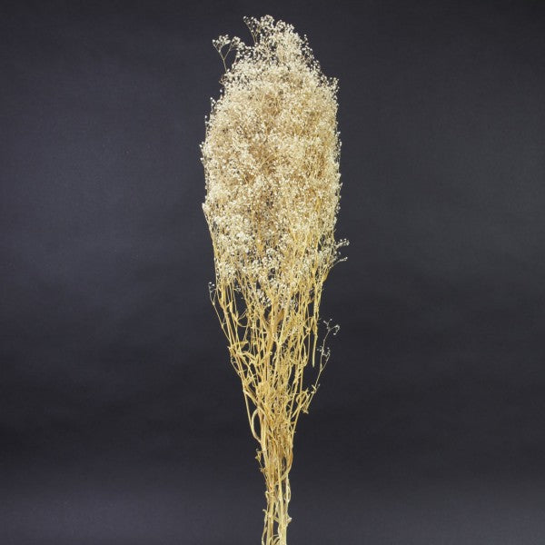 2 OZ. DRIED GYPSOPHILA