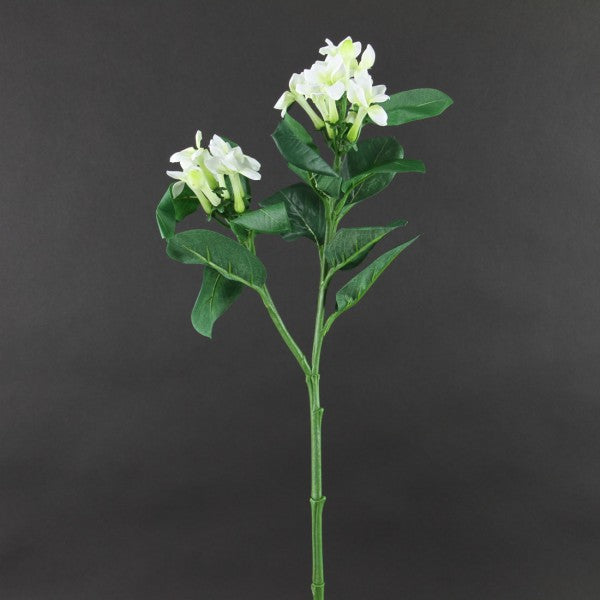 STEPHANOTIS STEM WHITE