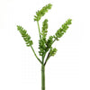 12"DONKEY'S TAIL SPRAY A25