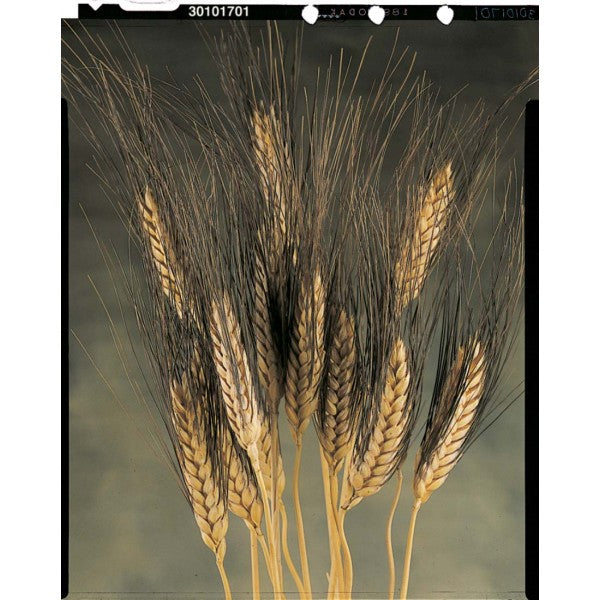 BLACK BEARD WHEAT