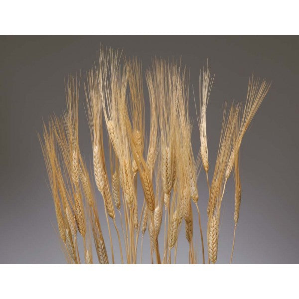TRITICUM WHEAT NATURAL