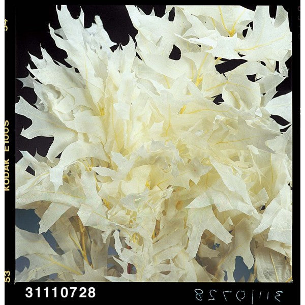 TRANSPARENT OAK 1 LB.