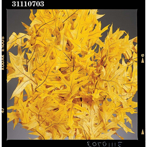 1LB TRANSPARENT OAK YELLOW