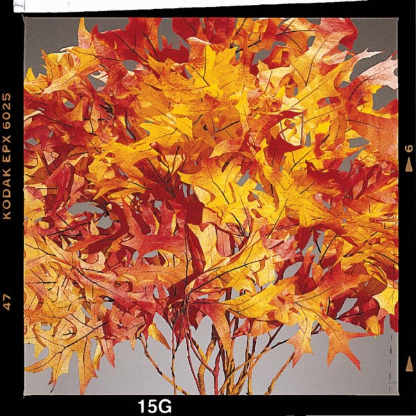 TRANSPARENT OAK 1 LB.