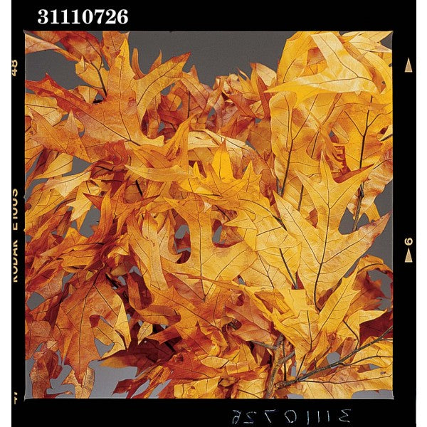 TRANSPARENT OAK 1 LB.