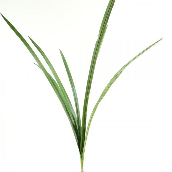 ORCHID CYMBIDIUM FOLIAGE A4