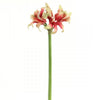 32" STAR AMARYLLIS A6
