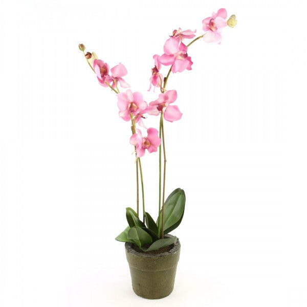 MOON ORCHID POTTED M5