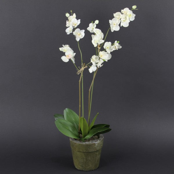 25" VANDA ORCHID POTTED M4
