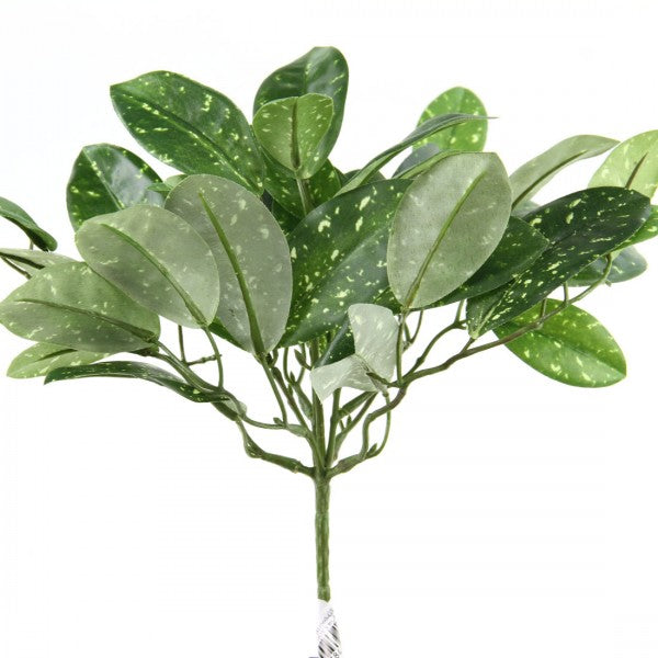 11"HOYA BUSH GREEN