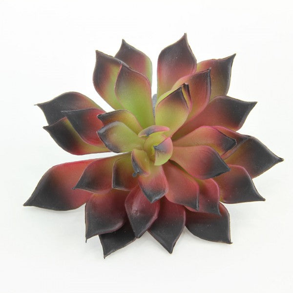 4.75"MINI ECHEV.CACTUS