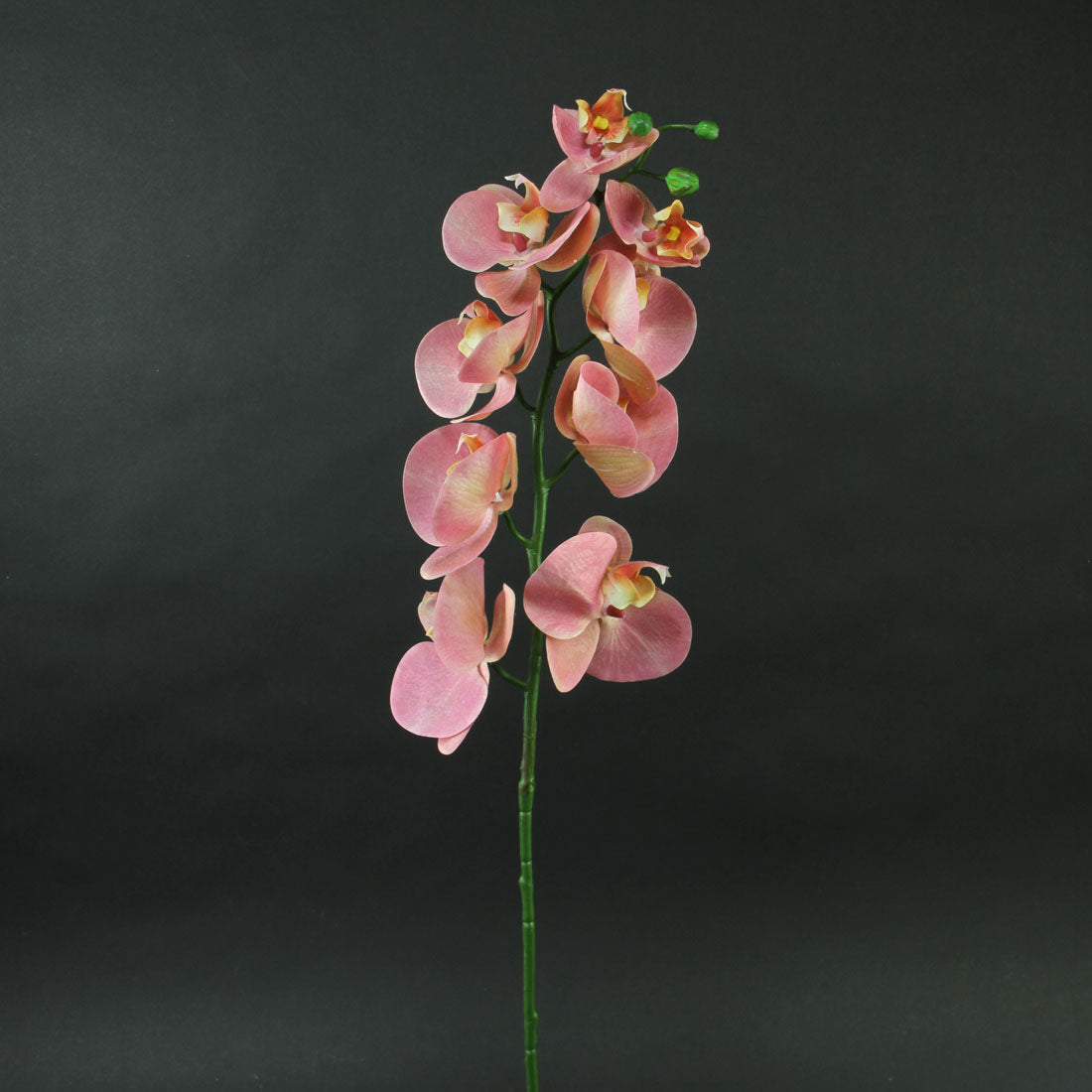 30"PHALAENOPSIS SPRAY