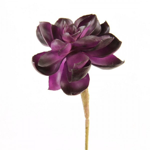 5"X3"PLA.ECHEVERIA PICK