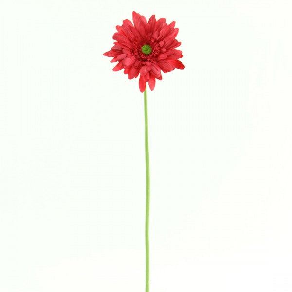 27"GERBERA DAISY SPR A4