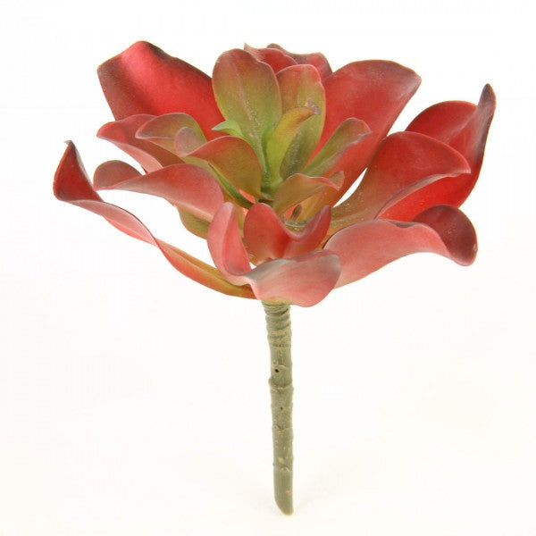 7"KALANCHOE PLANT RED/GRN