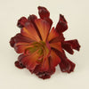 4" AEONIUM PICK RED/BURGUNDY