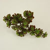 5"SEDUM PICK 30L GREEN/BURGUND