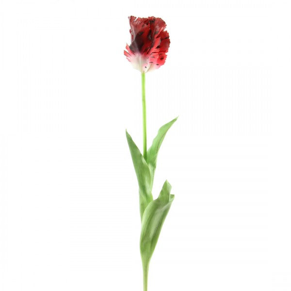 30"PARROT TULIP A6 B18