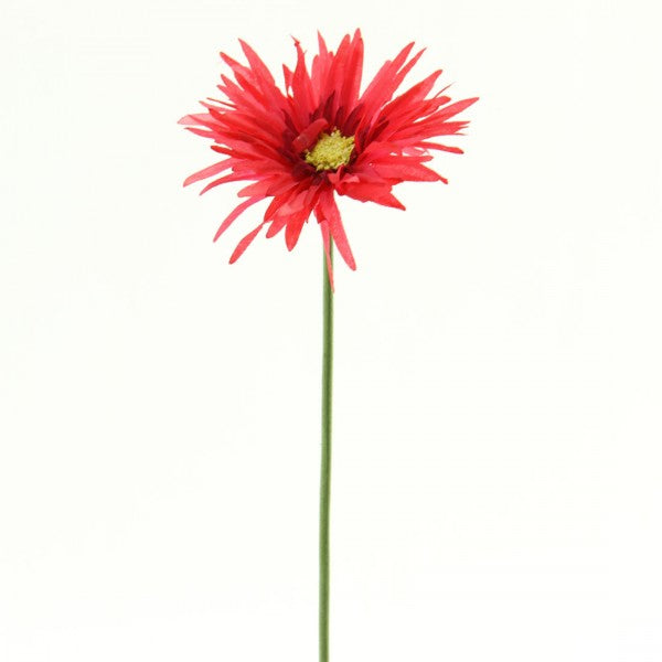 19"SPDR GER.DAISY SPRY A4