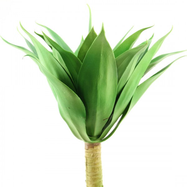 19"AGAVE HEAD W/23LVS