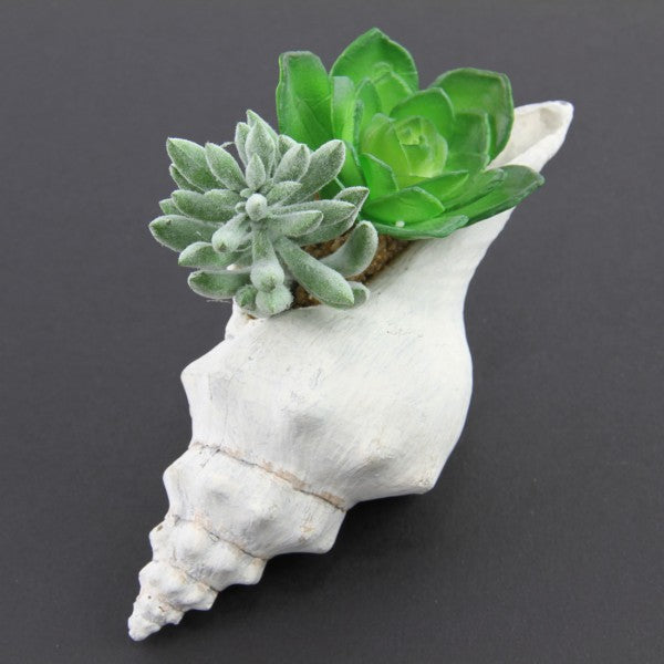 3"SUCCULENT GARDEN IN SHELL