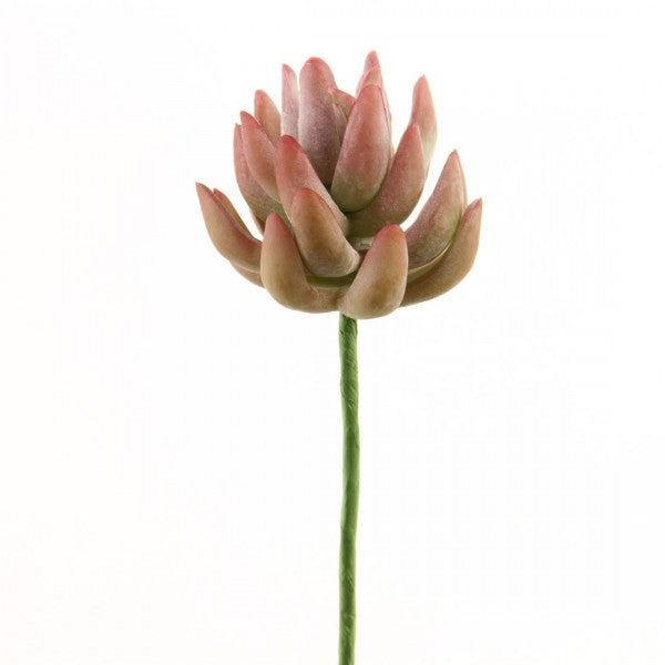 6.5"SENECIO PICK