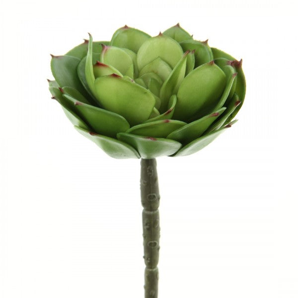 5.75" CABBAGE ECHEVERIA PICK