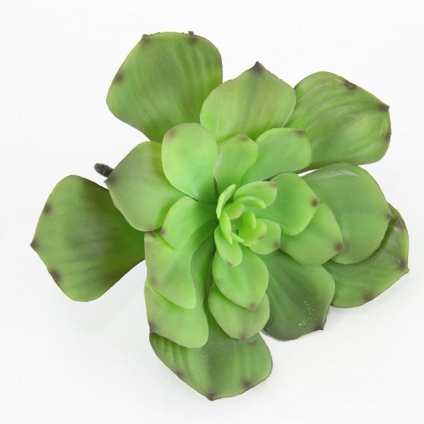 7.5" ECHEVERIA PICK FRST.GRN