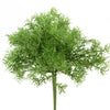 11"SPRENGERI BUSH GREEN