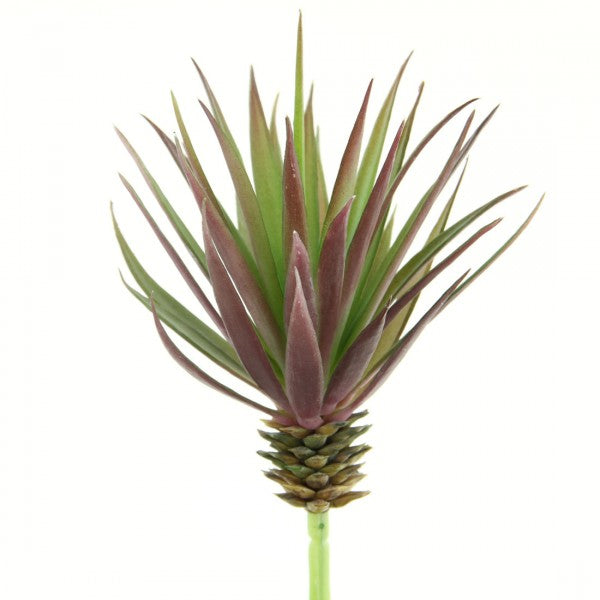 7.8"MARGINATA PICK RED/GRN