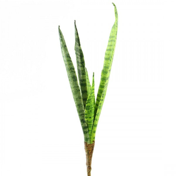 18"MOTHER IN LAW TONGUE PLANT