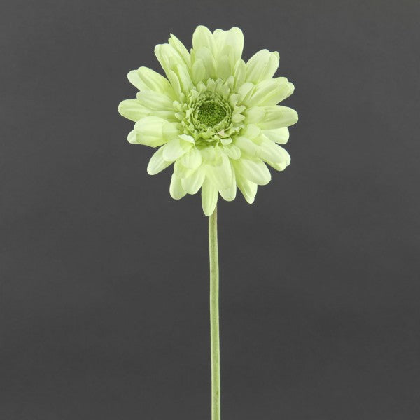 21.5"GERBERA DAISY SPRY A4