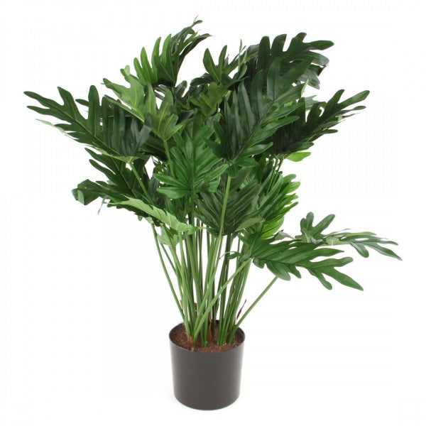 29.5"SELLOUM PHILO PLANT