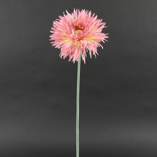 31"JBO SPI.G.DAISY SPRY A4