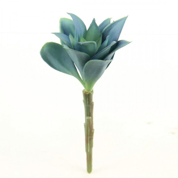 5.5"OFT PLA.ECHEVERIA PICK