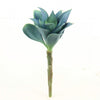 5.5"OFT PLA.ECHEVERIA PICK